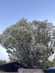Euphorbia leucocephala