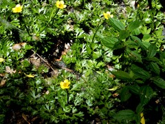 Ranunculus flabellaris