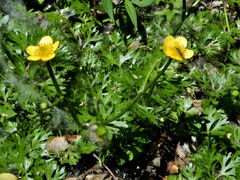 Ranunculus flabellaris