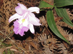 Sobralia macrantha