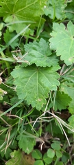 Modiola caroliniana