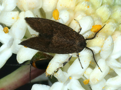 Leistomorpha brontoscopa