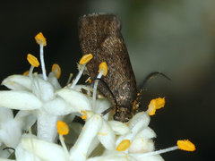 Leistomorpha brontoscopa