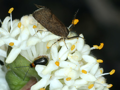 Leistomorpha brontoscopa
