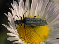 Oedemera virescens