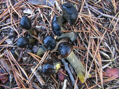 Tolypocladium capitatum