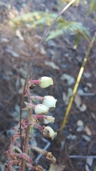 Comarostaphylis longifolia