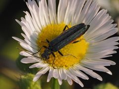 Oedemera virescens