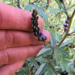 Otholobium mexicanum