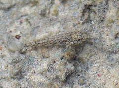 Gobiinae