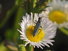 Oedemera virescens