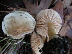 Tricholoma odorum