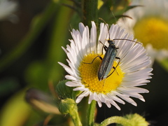 Oedemera virescens