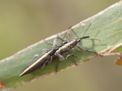 Rhinotia suturalis