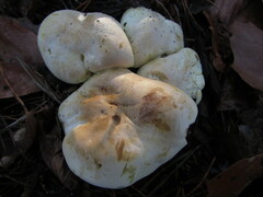 Tricholoma odorum
