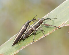 Rhinotia suturalis