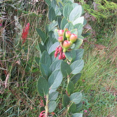Macleania rupestris