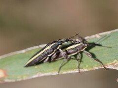 Rhinotia suturalis
