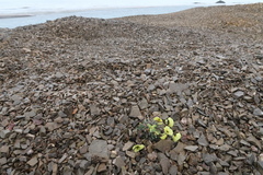 Papaver radicatum