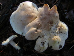 Tricholoma odorum