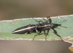 Rhinotia suturalis