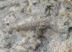 Gobiinae