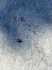 Syrphus opinator