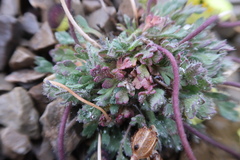 Papaver radicatum