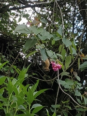 Diglossa albilatera
