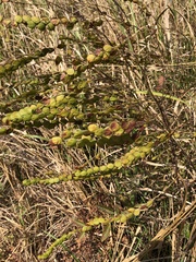 Phyllodium pulchellum