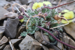 Papaver radicatum