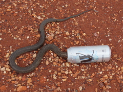 Pseudechis australis