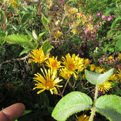 Munnozia senecionidis
