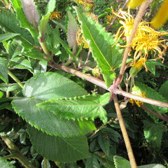 Munnozia senecionidis