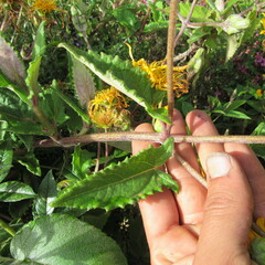 Munnozia senecionidis