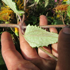Munnozia senecionidis