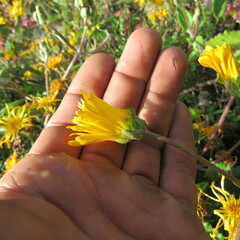 Munnozia senecionidis
