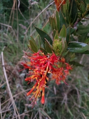 Tristerix longibracteatus
