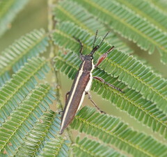 Rhinotia suturalis