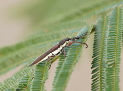 Rhinotia suturalis