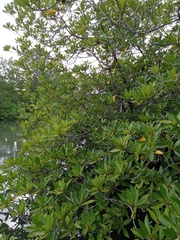 Rhizophora apiculata