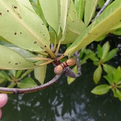 Rhizophora apiculata