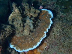 Leptoseris explanata