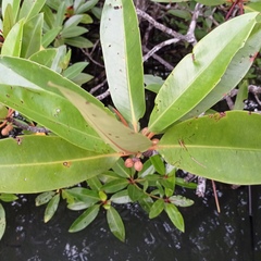 Rhizophora apiculata