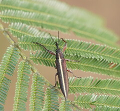 Rhinotia suturalis