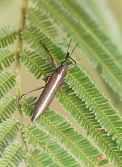Rhinotia suturalis
