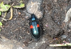 Astylus aulicus