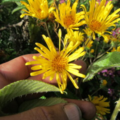 Munnozia senecionidis