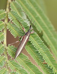 Rhinotia suturalis