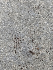 Tetramorium immigrans